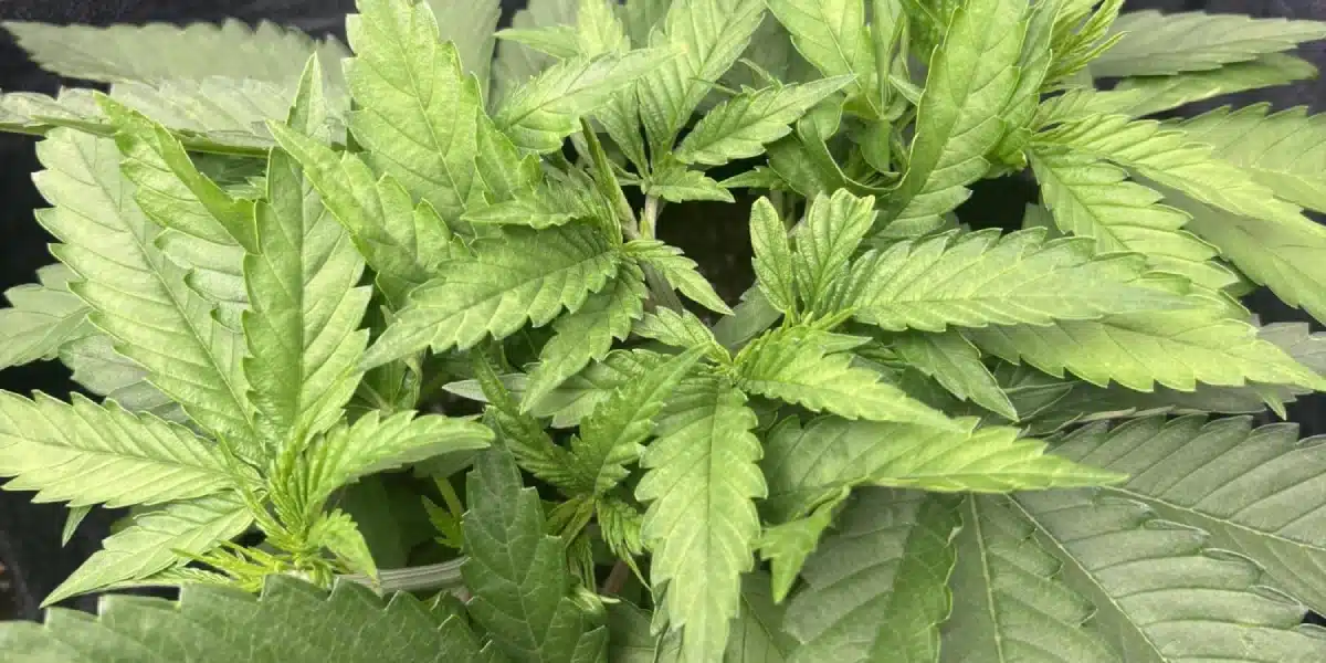 White Widow Growing
