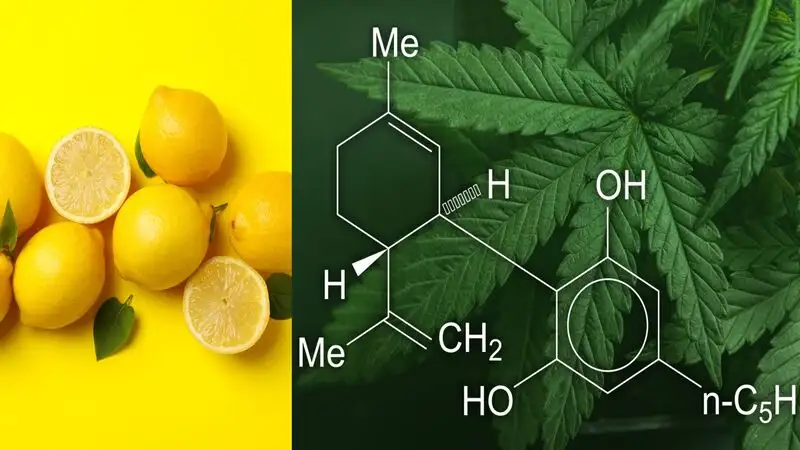 terpenes