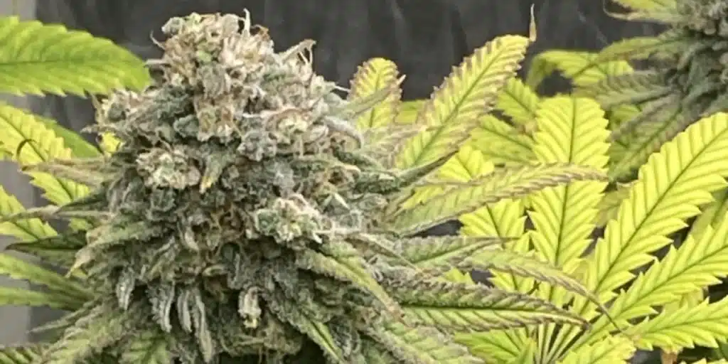 Chocolate Thai Strain Bud