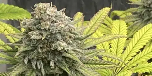 Chocolate Thai Strain Bud