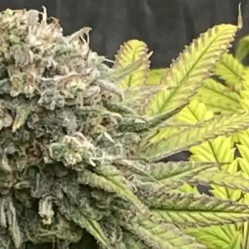 Chocolate Thai Strain Bud