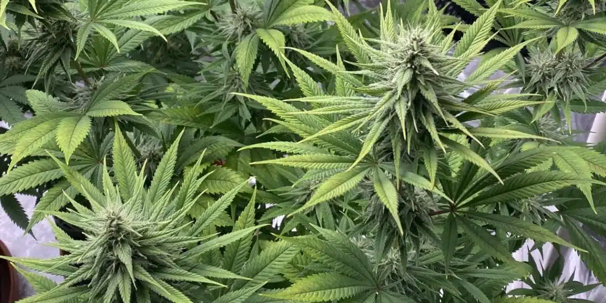Chocolate Thai Strain Flowering