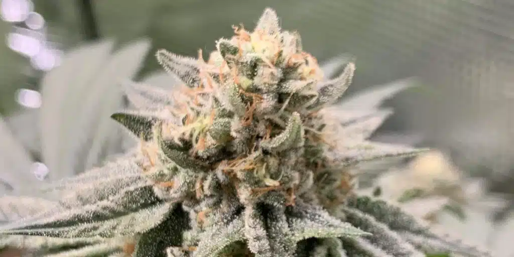 Coma Strain Seeds Bud