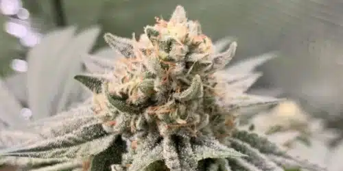 Coma Strain Seeds Bud