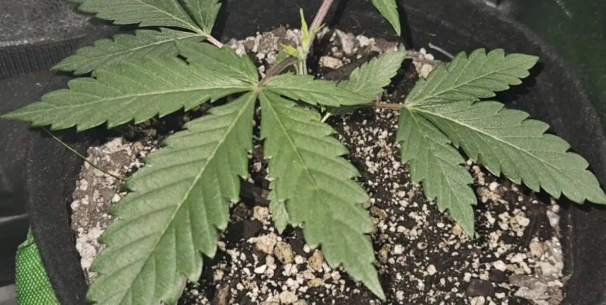 Ghost Weed Strain Grow