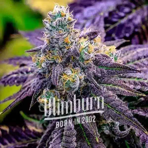 How To Grow Black Cherry Soda Strain