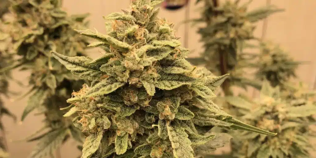 Jokerz Seeds Buds