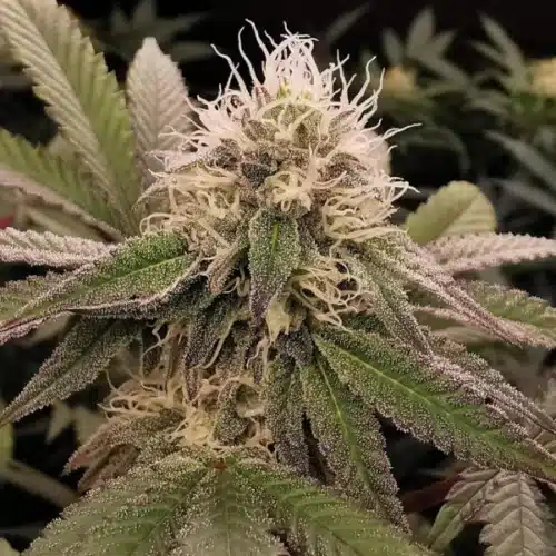 Mandarin Cookies Strain Buds