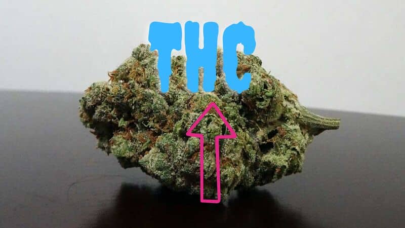 Close-up of a cannabis buds