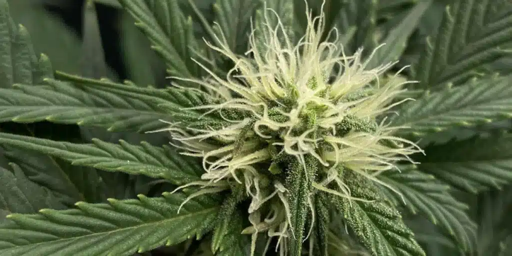 Orka Strain Buds