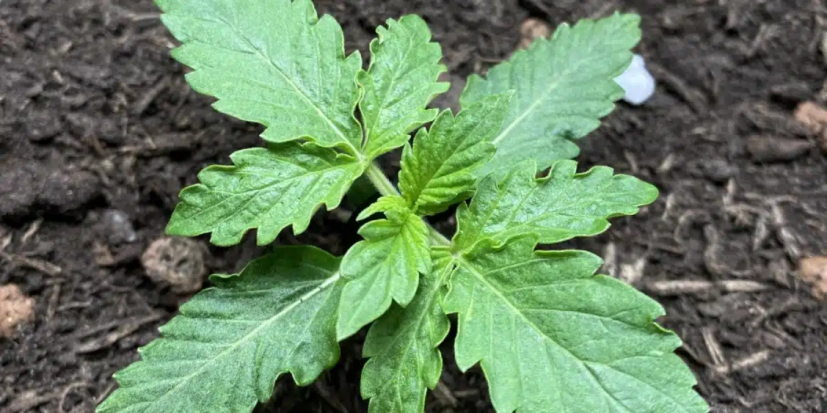 Orka Strain Growing