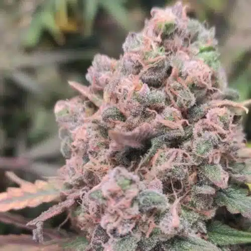 Pineapple Express Strain Buds