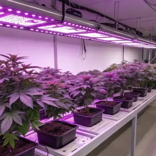 Indoor grow room featuring thriving Purple Zkittlez Lemon Bean plants under LED lighting with vibrant purple tones and lush green leaves.
