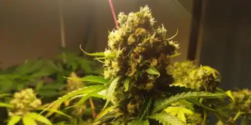 Scrambler Haze Strain Buds