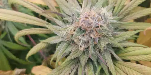 Vanilla Frosting Strain Bud
