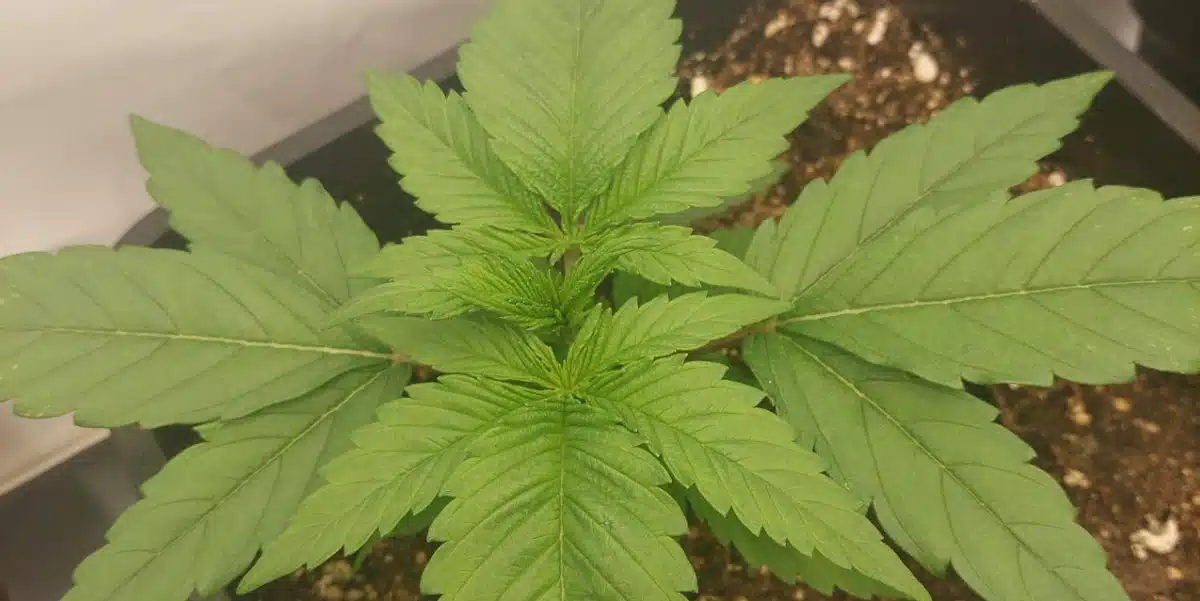 Vanilla Frosting Strain Seedling