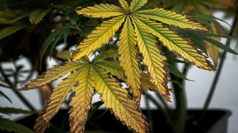 Cannabis deficiency