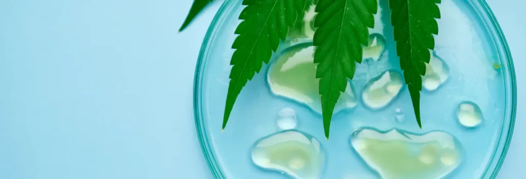 cannabis extraction