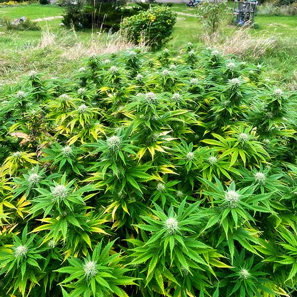Future #1 strain