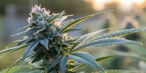 Close-up of a Blueberry Autoflower bud with detailed trichomes and blue hues.