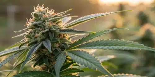 Close-up of a mature GG4 Autoflower bud with detailed trichomes and glistening resin.