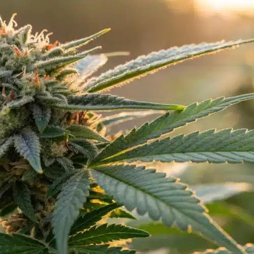 Close-up of a mature GG4 Autoflower bud with detailed trichomes and glistening resin.