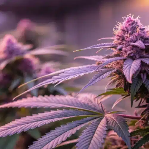 Close-up of vivid purple autoflower cannabis buds with sparkling trichomes.