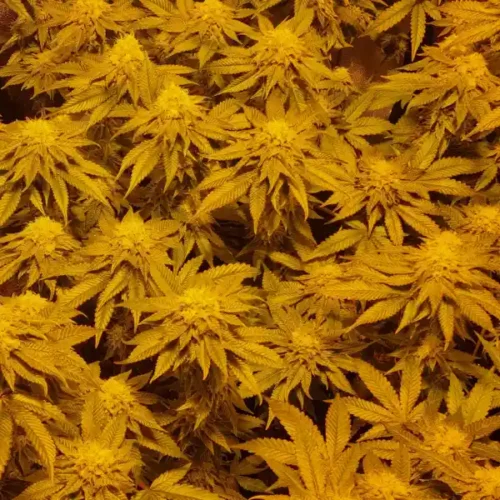 How To Grow Kush Mints Strain