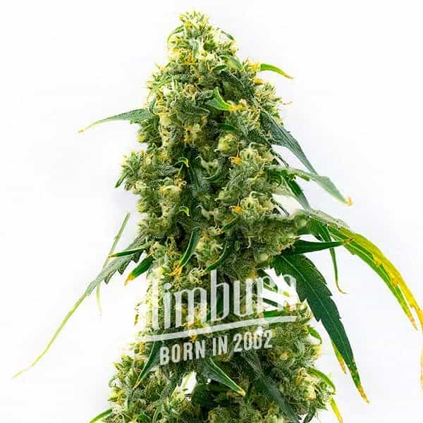 Power Plant Seeds