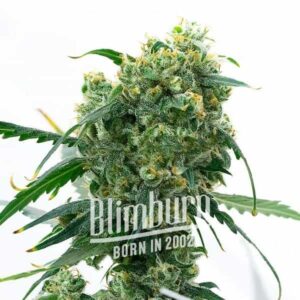 white widow x ak47