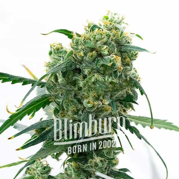 white widow x ak47