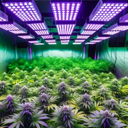 Cannabis Growing Lights