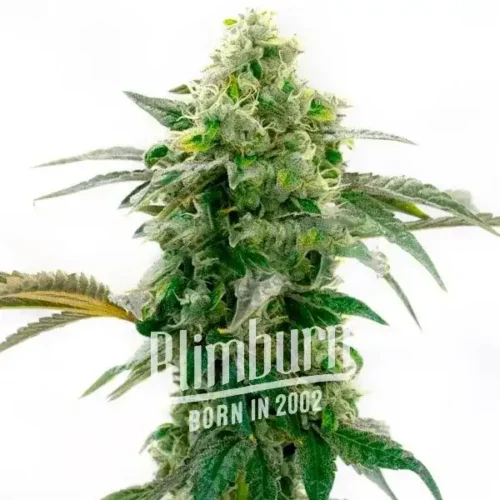 Cream Caramel Auto