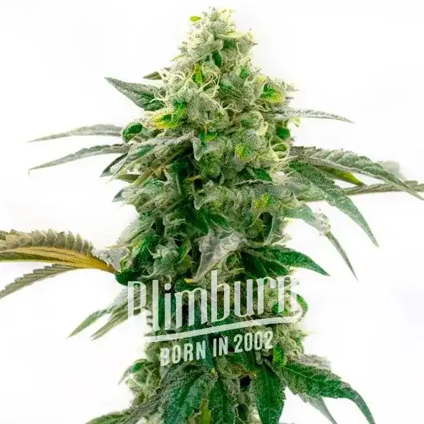 Cream Caramel Auto
