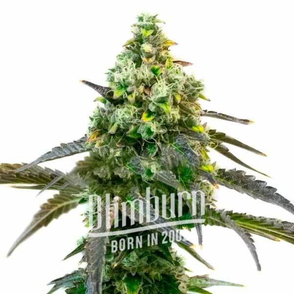 Godfather OG Auto