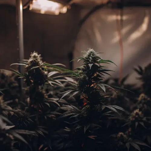 Hyper-realistic indoor cannabis cultivation setup: person's hands holding a black meter near lush cannabis plants with prominent buds, under warm grow lights.