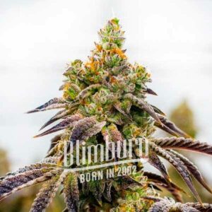 Whiskey Zulu Auto