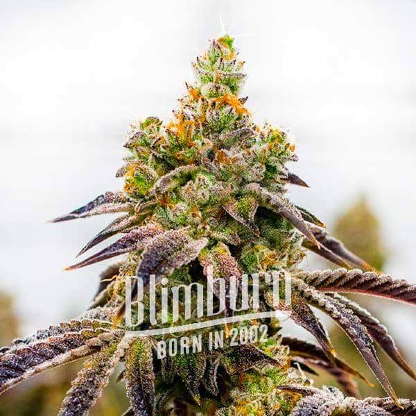 Whiskey Zulu Auto