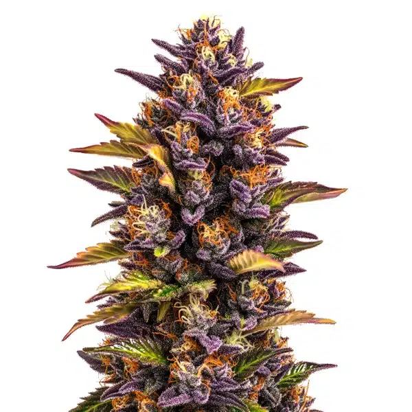 Forbidden Runtz Auto bud with deep purple leaves and bright orange pistils.