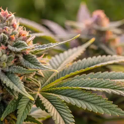Close-up of Forbidden Runtz Autoflower buds with dense trichomes and vivid hues.