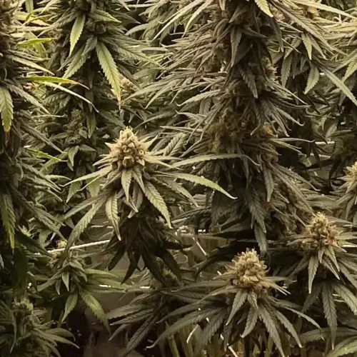 How TO Grow Channel Kush x Lemon Tree