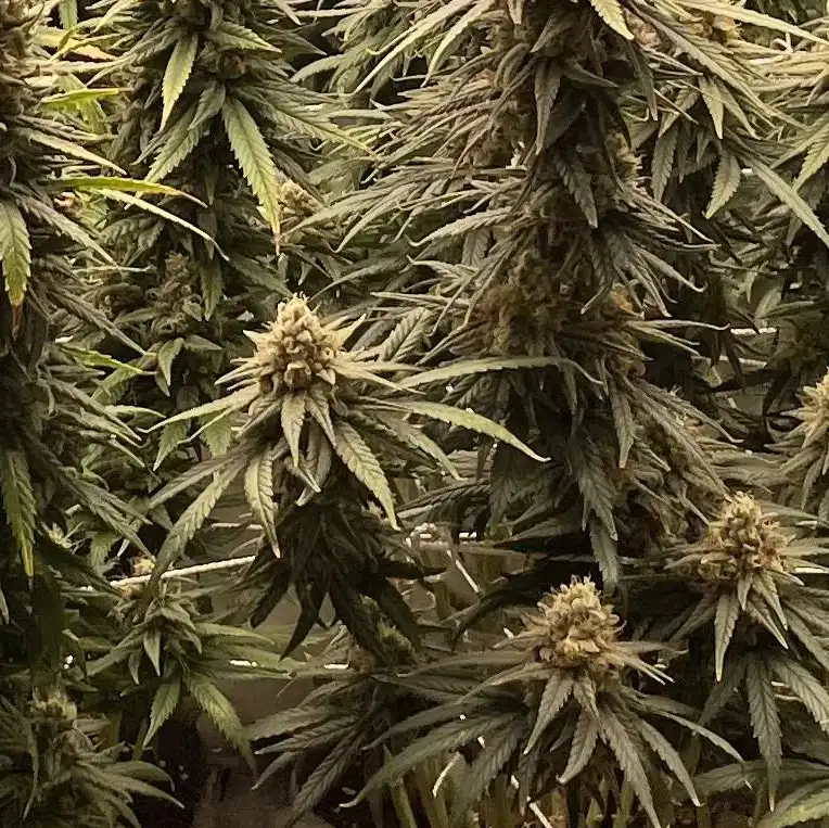 How TO Grow Channel Kush x Lemon Tree