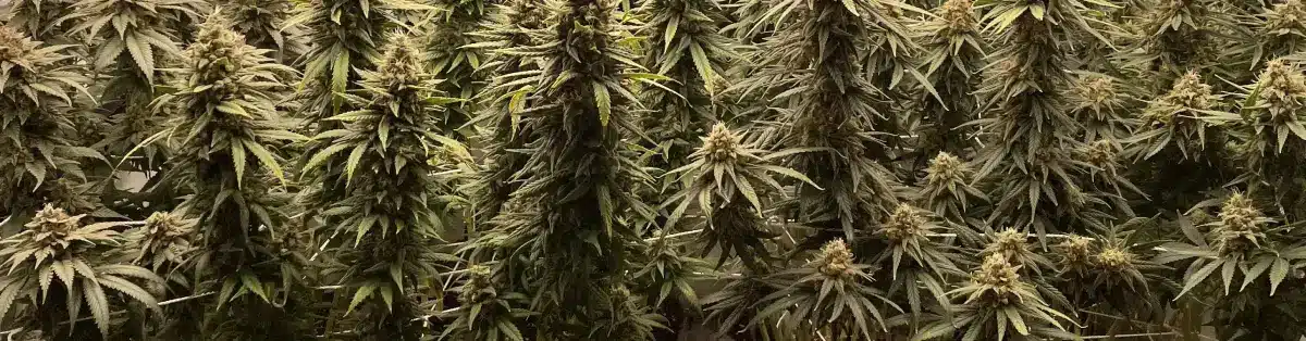 How To Grow Channel Kush x Lemon Tree seeds