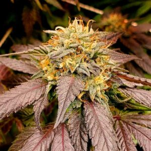 Lemon Star