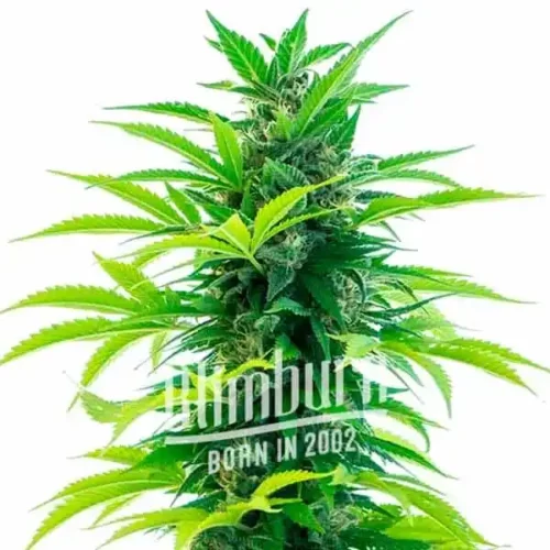 Santa Marta Haze Auto