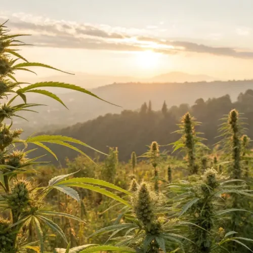 Tall, vibrant Sativa cannabis plants in a field with rolling hills and a sunset in the background.