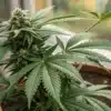 Cannabis plant with dense flowering buds growing outdoors in natural light.