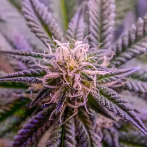 Close-up view of a vibrant purple cannabis flower, showcasing its unique coloration