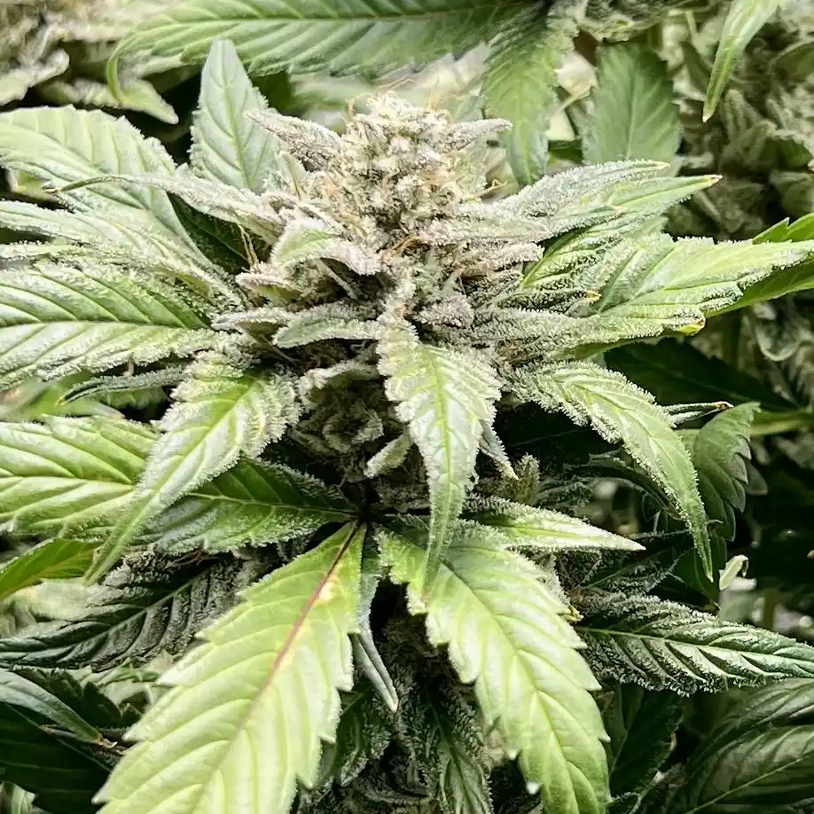 Amnesia Haze Strain