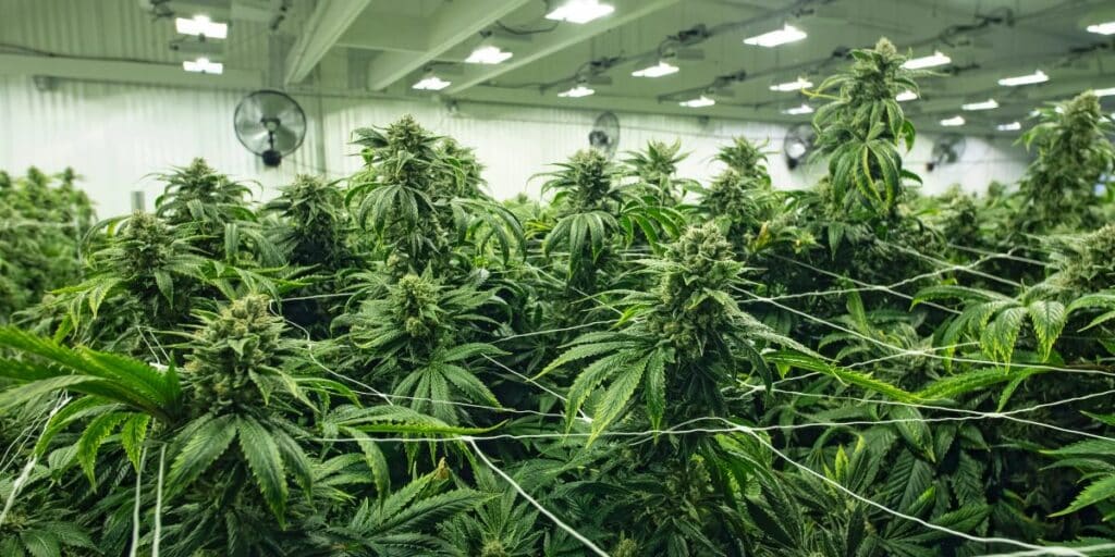 Hidden Dangers of PGR Weed